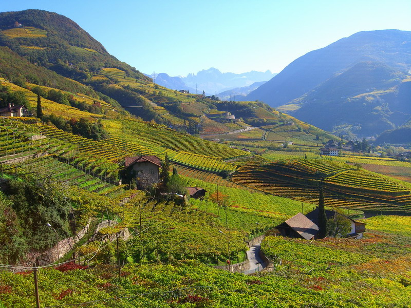Weinberge von St. Magdalena mit Blick auf den Rosengarten